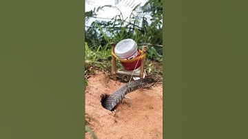 Snake diy bottle trap #shorts #snake #trap