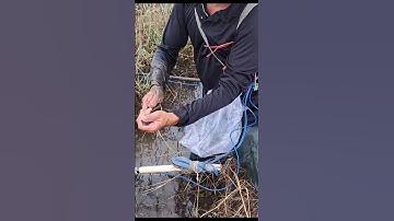 Bắt Cá Lóc Đồng Trong Hang Bờ Ruộng #shorts #bắtcálócđồng