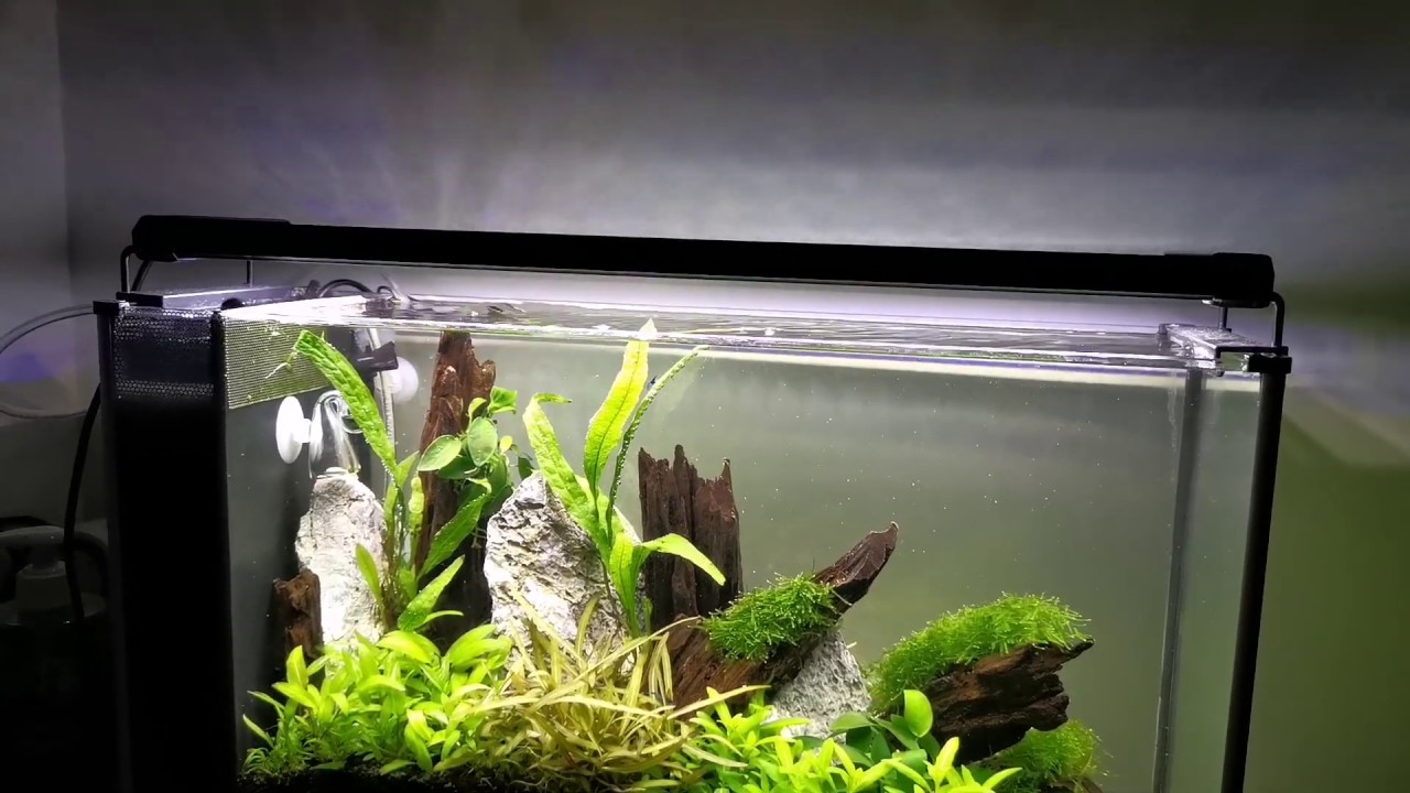 Mainlicht Aquarium Light Review (Fluval Spec upgrade) YouTube