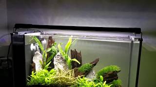 Mainlicht Aquarium Light Review (Fluval Spec upgrade)
