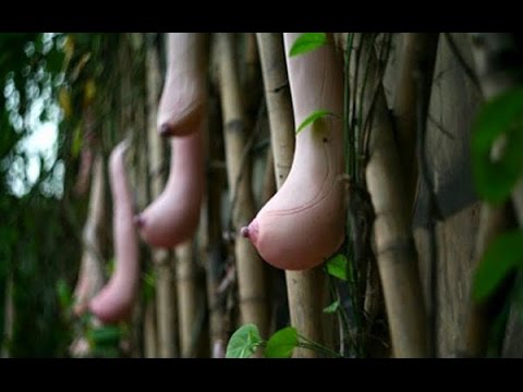 فيديو: ما هو Sophora Japonica - تعرف على اليابانية Pagoda Tree Care