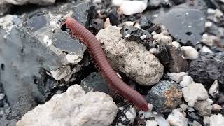 Hewan Kaki seribu (Millipedes) luing, wuling atau millipede, artropoda, luluh | Hewan Kaki Seribu