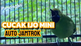 Download Lagu Cucak Ijo Mini Bongkar Materi Isian Melimpah Ijo Mini Bahan Auto Jamtrok MP3