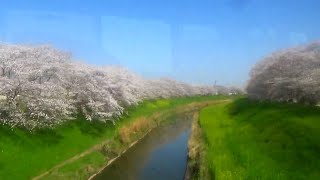 【車窓展望】JR大和路線佐保川の桜並木