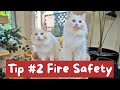 Best Apartment Cat Tips | The Cat Butler