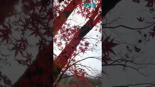 #불타는단풍잎 #sorts #화담숲 #단풍명소 #짙어가는가을 #대부도1박2일