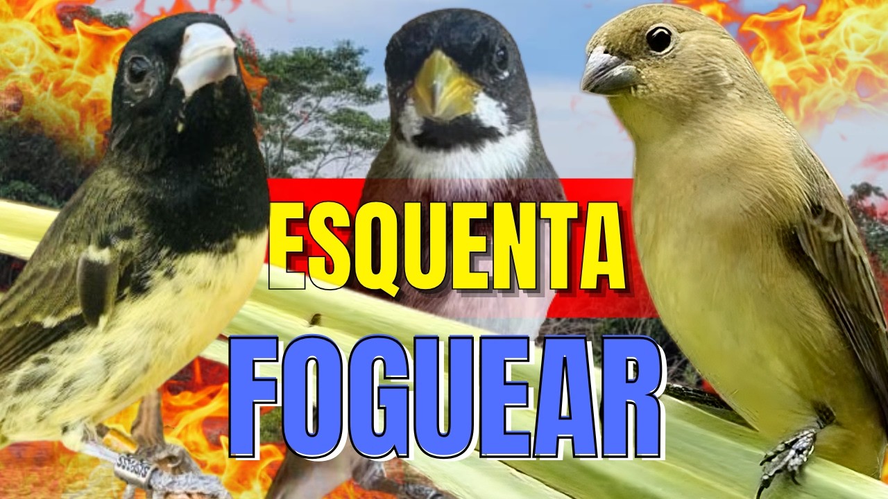 ESQUENTAR COLEIRO TUÍ TUÍ COM COLEIRO TUÍ TUÍ E FÊMEA DE COLEIRO CHAMANDO PARA ESQUENTAR COLEIRO