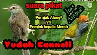 prenjak alang-alang VS Prenjak kepala merah . suara pikat ampuh...