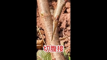 果樹切腹接（嫁接）操作過程，操作簡單易學，嫁接成活率高，長勢好      Fruit tree incision (grafting) operation process