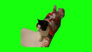 Cat Getting Wrapped Up Like A Present - Green Screen