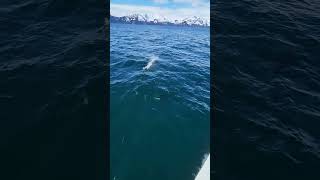 Dall's Porpoises Seward, Alaska