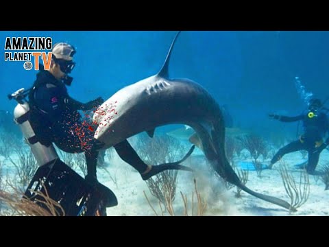 ТОП 10 НАПАДЕНИЙ АКУЛ НА ЛЮДЕЙ - 2022. Top 10 shark attacks on people