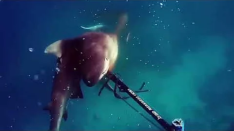 ТОП 10 НАПАДЕНИЙ АКУЛ НА ЛЮДЕЙ - 2022. Top 10 shark attacks on people