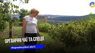 Аромат трав поєднується з мистецтвом: на Бережанщині функціонує органічне виробництво чаїв та спецій