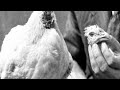 la HISTORIA del POLLO MILAGRO (miracle chicken)