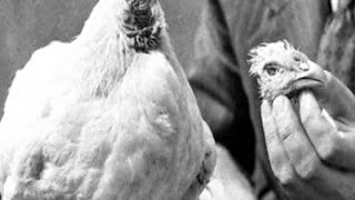 la HISTORIA del POLLO MILAGRO (miracle chicken)