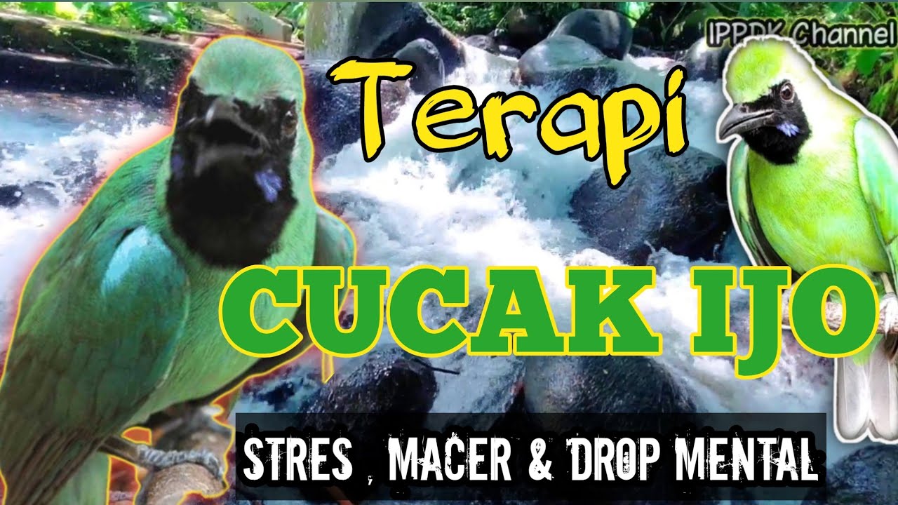 TERAPI Cucak Ijo Stres , Macet Bunyi drop mental || Ampuh untuk menacing emosi