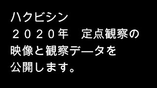 ハクビシン　２０２０年定点観察の映像とデ－タを公開。