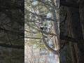 Incredible Bald Eagle Eating Fish in Tree | Close-Up Wildlife Footage #shorts