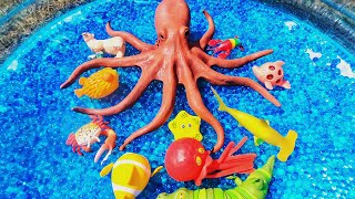 Learn Sea Animal Names & Facts: Saltwater Crocodile Jellyfish | Orbeez Water Beads