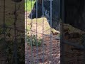 Vaca x Sapo