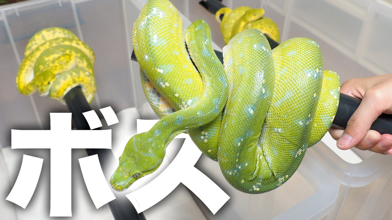 I brought the boss snakes to my new home - YouTube