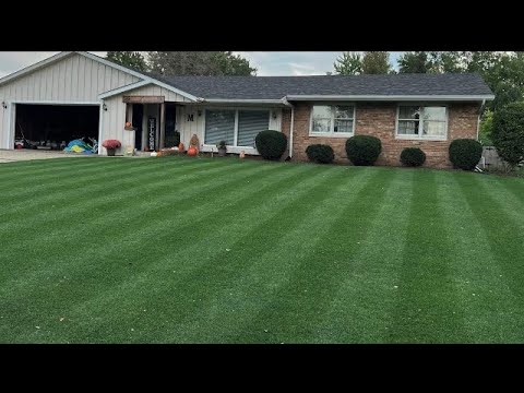 Video: Bluegrass For The Lawn (27 Photos): Description Of The Lawn Grass Of Meadow Bluegrass, The Pros And Cons Of Seeds, Characteristics Of Rolled Bluegrass, Reviews