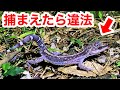 捕まえたり飼ったりすると逮捕される生き物