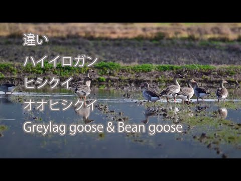 【違い】ハイイロガン、ヒシクイ、オオヒシクイ  Greylag goose & Bean goose