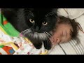 娘の布団代わりになる猫　ラガマフィン　　A cat that warms a sleeping daughter