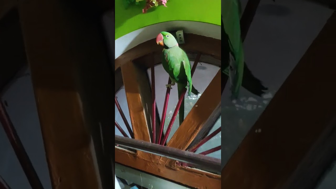 Extra pen h? 😂✒ #extranews #pencildrawing #viral #funnyjokes #video #parrots #lover #like #subscribe