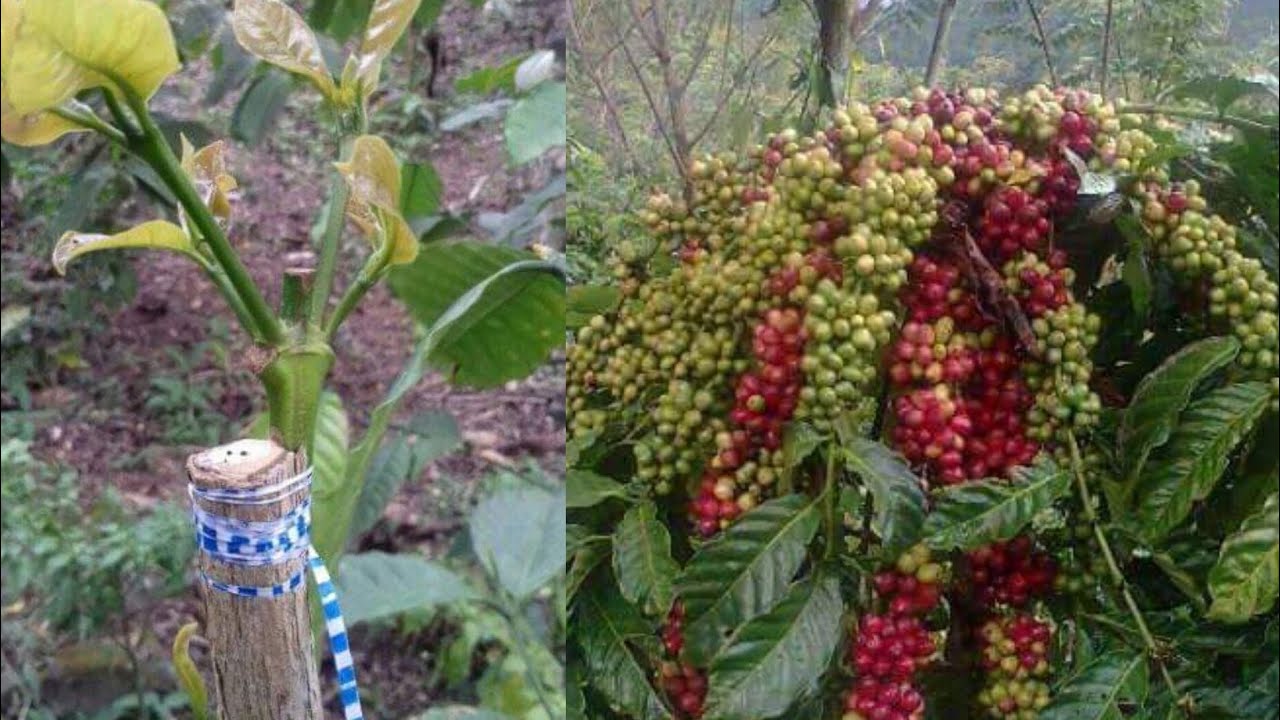HOW TO/CARA BUAT KOPI CEPAT BERBUAH SANGAT LEBAT