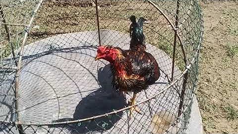 Ntxuav qiab ziab tshav