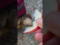 reddit OddlySatisfying Tortoise Eats Apple Slowly