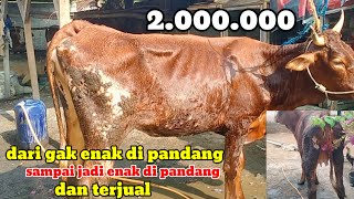 Masih ingat dengan sapi ini,ini perubahan nya Hinga terjual dapet keuntungan 2 juta#