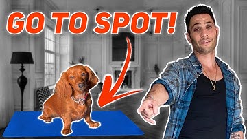Teach All Dogs To Go To Their Spot FAST!  W/ Dog Expert Justin Silver