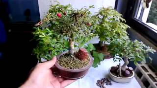 BONSAI-LA CONCIMAZIONE AUTUNNALE