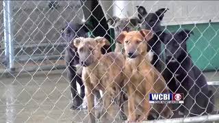 Webster Dogs