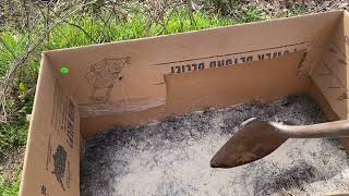 Planting potatoes in a cardboard box