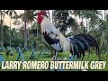 Beautiful Birds Larry Romero Buttermilk Grey - Triple J-N Farm Visit