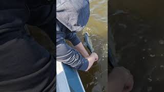 Отчеты о рыбалках в Самаре: https://t.me/rybalka163  #рыбалка #fishing #fish