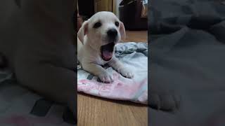Новый друг 🐕 ДЖОК