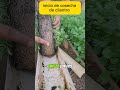 ‎Aprende a cultivar tus alimentos desde casa🥦🥬#hidroponía