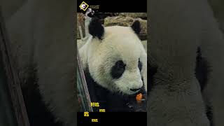 圓仔可愛瞬間 #panda #yuanzai #圓仔 #taipeizoo