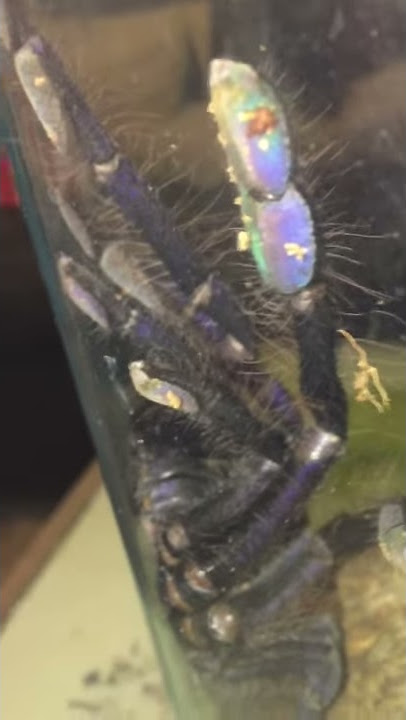 Most beautiful tarantula