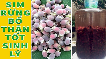 Quả Sim Rừng Hỗ trợ giảm đau nhức, giúp bổ máu, tráng dương - 0976 836 586