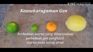 Keanekaragaman Gen dan Spesies pada buah jeruk