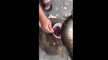 Cắt tiết cá trắm làm tiết canh có 1-0-2