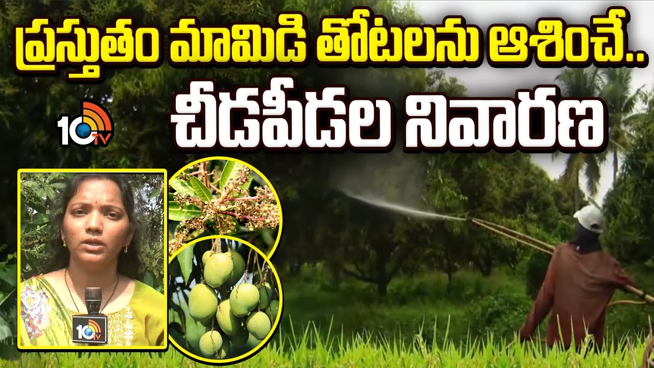 Mango Cultivation | ప్రస్తుతం మామిడి తోటలను ఆశించే..చీడపీడల నివారణ | Matti Manishi | 10TV News