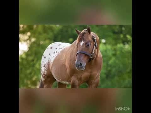 Wideo: Rasa koni Appaloosa: zdjęcie, opis. Koń Appaloosa: lampart, gniady